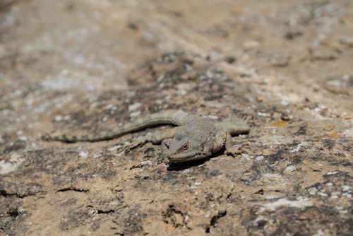 A lizard is sitting on a rock in the desert