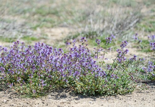 A small group of purple flowers growing in the desert