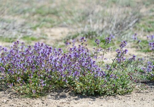 Free Close-up of vibrant purple flowers in a sunny, grassy meadow. Stock Photo
