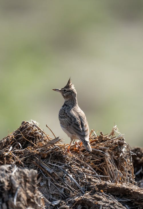 A bird sitting on top of a pile of straw