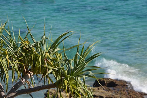 Foto d'estoc gratuïta de arbre, mar, oceà