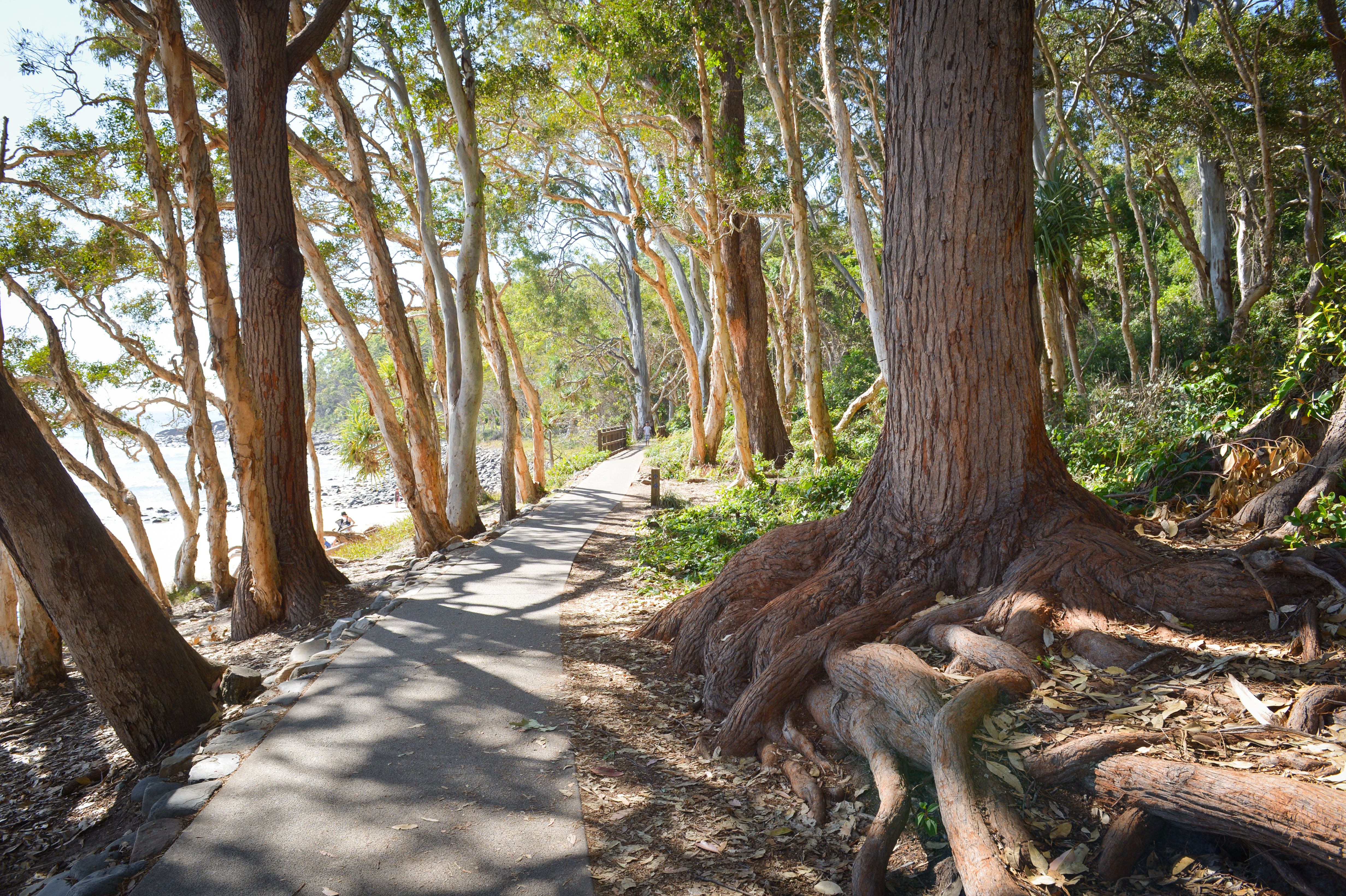 A guide explaining local flora on a nature walk through Yarra Valley bushland