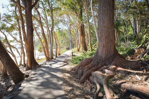 Foto d'estoc gratuïta de arbres, estiu, mar