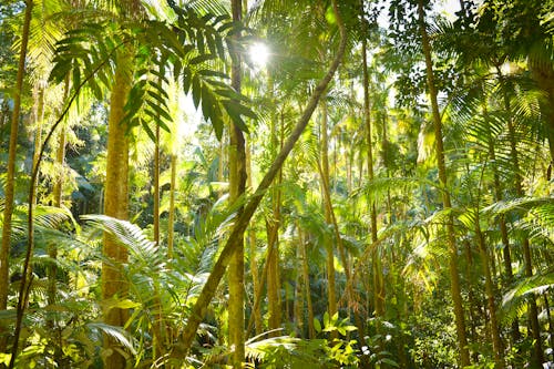 A tropical forest with green plants and sunlight