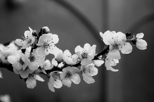 Artistic black and white close-up of cherry blossoms in springtime.