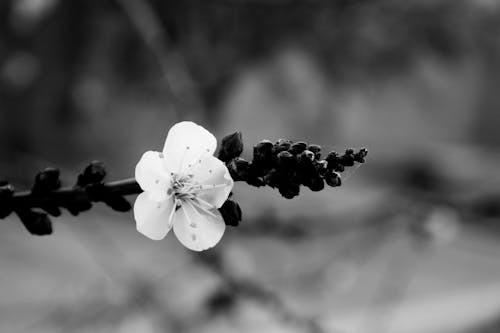 Photos gratuites de apple, arbre, bourgeon