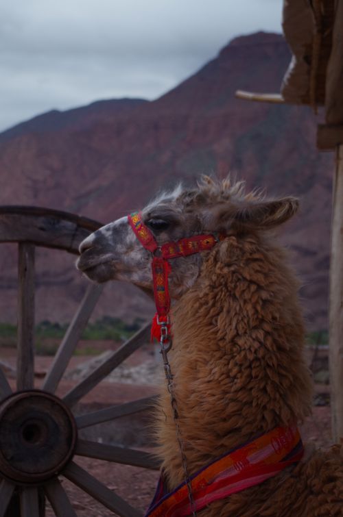 Free Close-up of an alpaca with a leash in Salta, featuring a mountainous backdrop. Stock Photo