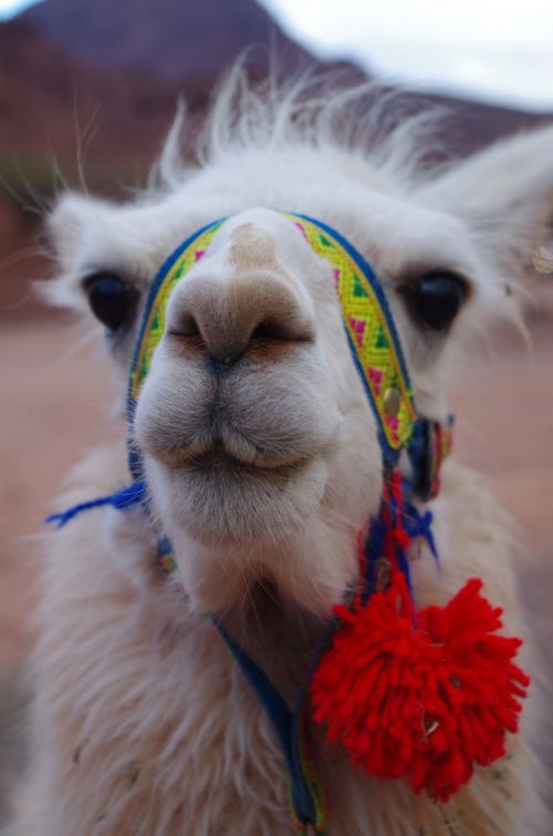 Free Lively alpaca with colorful adornments in Salta, Argentina. Captured outdoors showcasing vibrant tradition. Stock Photo