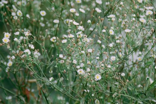 Free Close-up of delicate white wildflowers blooming in a lush green meadow, capturing nature's beauty. Stock Photo