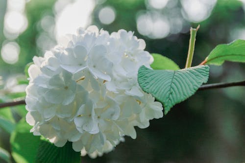 White flowers