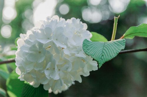 Free A beautiful close-up of white Viburnum flowers blooming in springtime. Stock Photo