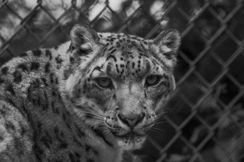 Grayscale Photo of Animal