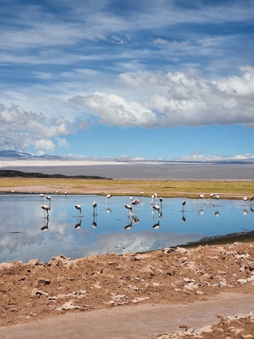 Gratis arkivbilde med dyrefotografering, dyreliv, flamingoer