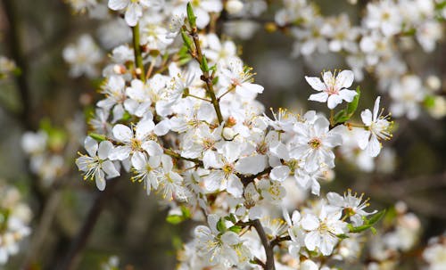 A close up of a white flower on a tree