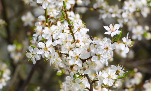 Free Beautiful cherry blossoms in full bloom captured with selective focus during spring. Stock Photo