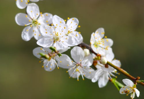 A close up of a white flower on a branch