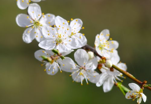 Free Delicate white cherry blossoms on a branch, captured in selective focus during spring. Stock Photo