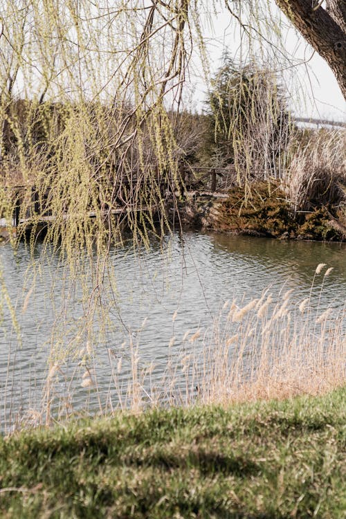 Gratis stockfoto met bomen, Bos, brug