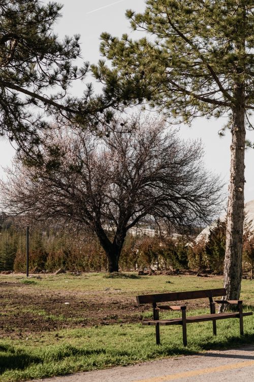 Free Tranquil park setting with an empty bench and trees, perfect for relaxation. Stock Photo