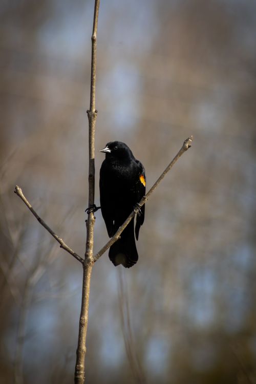 Free A red-winged blackbird with distinct markings perched on a tree branch in the wild. Stock Photo