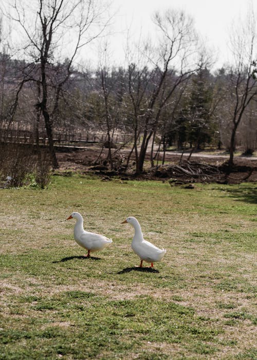 Foto stok gratis alam, bebek putih, burung-burung
