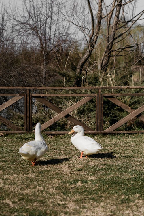 Darmowe zdjęcie z galerii z białe kaczki, fechtować, fotografia zwierzęcia