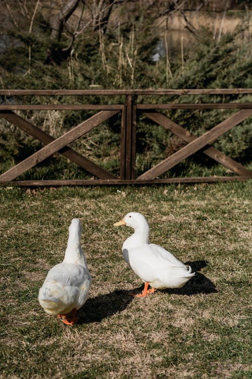 Fotobanka s bezplatnými fotkami na tému biele kačice, dedinský, farma