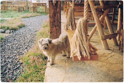 A dog standing on a wooden platform next to a rope