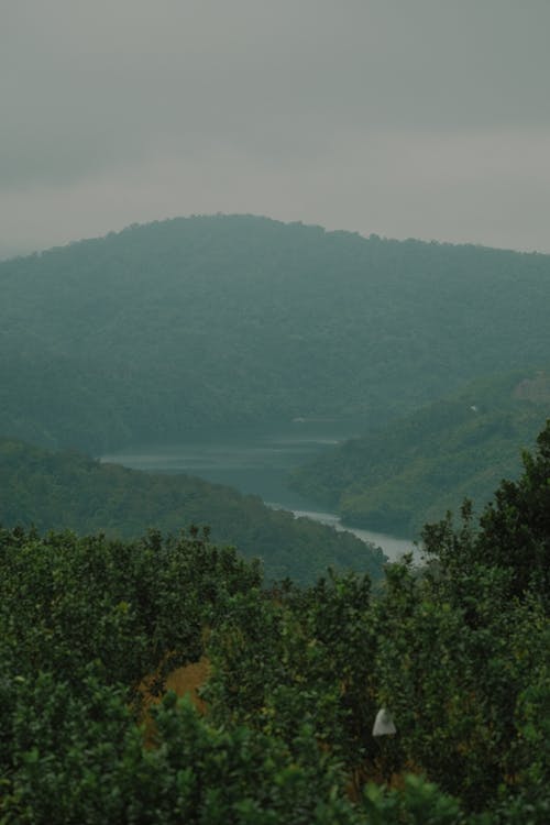 A view of a lake and forest from a hill