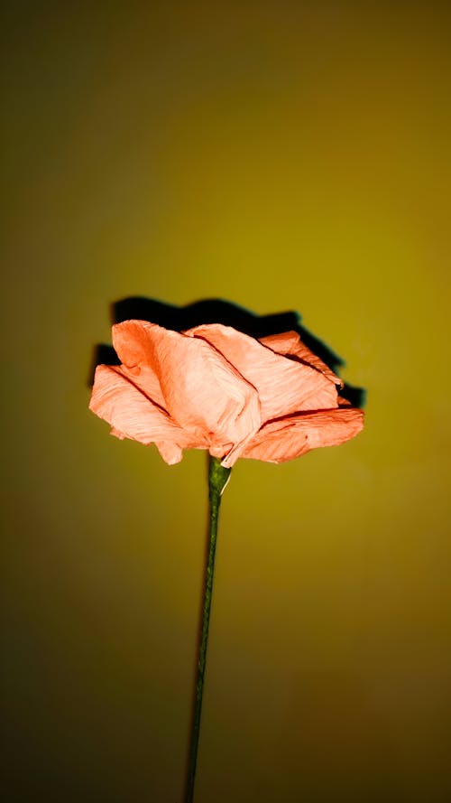 Foto profissional grátis de delicado, flor, natureza-morta