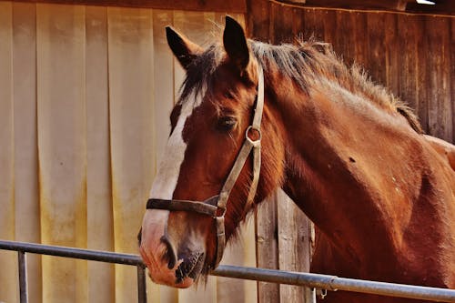 Brown and White Horse