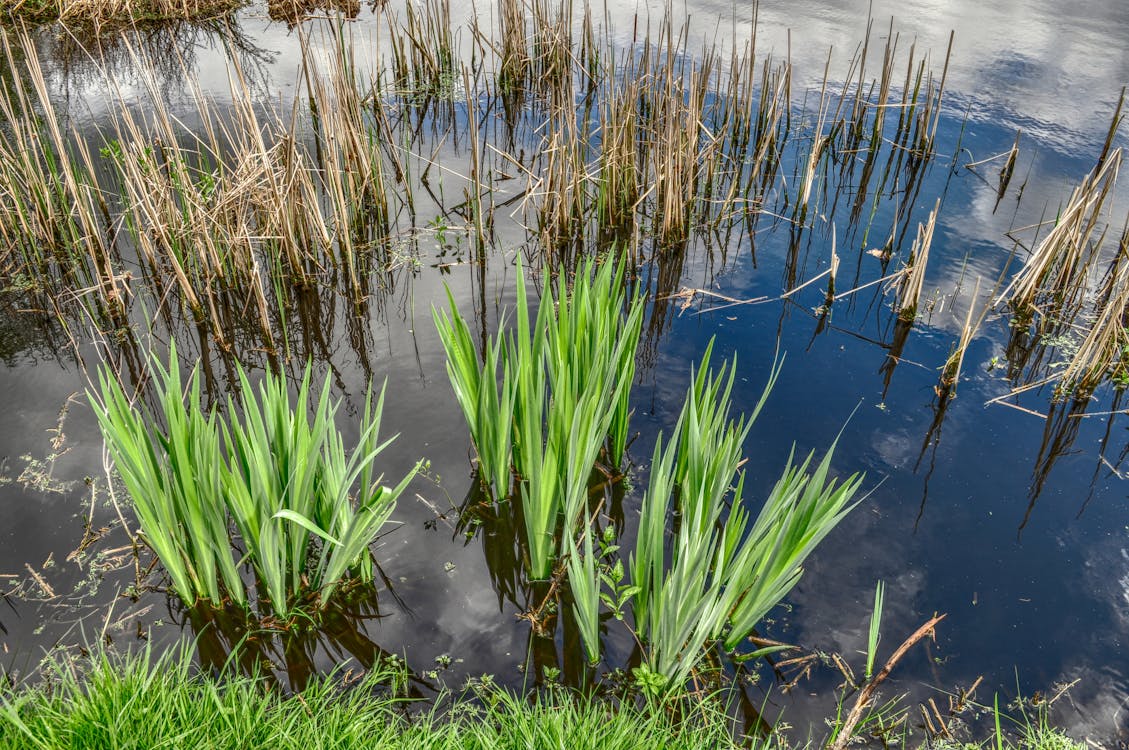 Green Leafed Plant on Body of Water