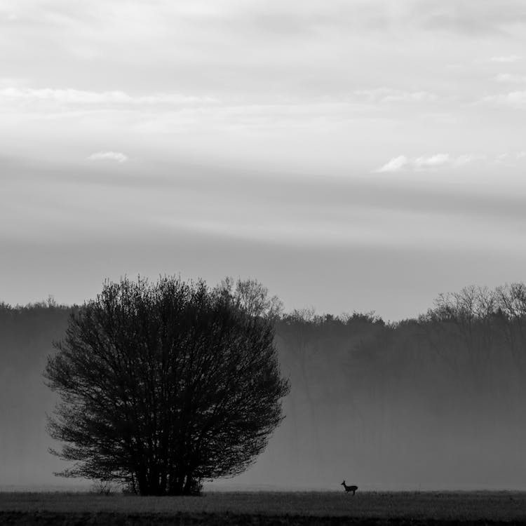 A lone tree in the fog with a deer in the distance
