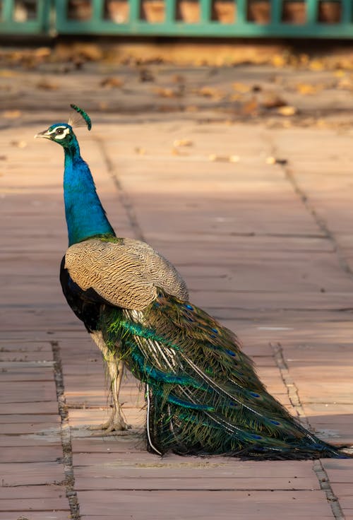 A peacock is standing on a brick walkway