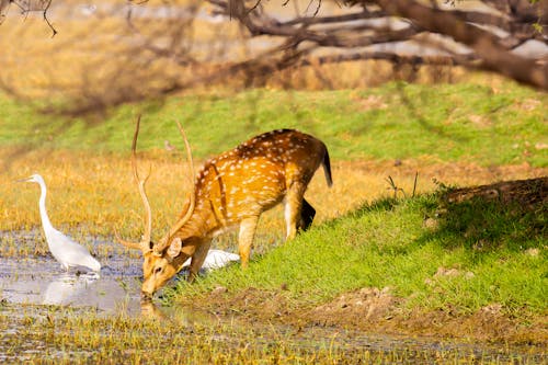 A deer drinking water from a pond with a white bird