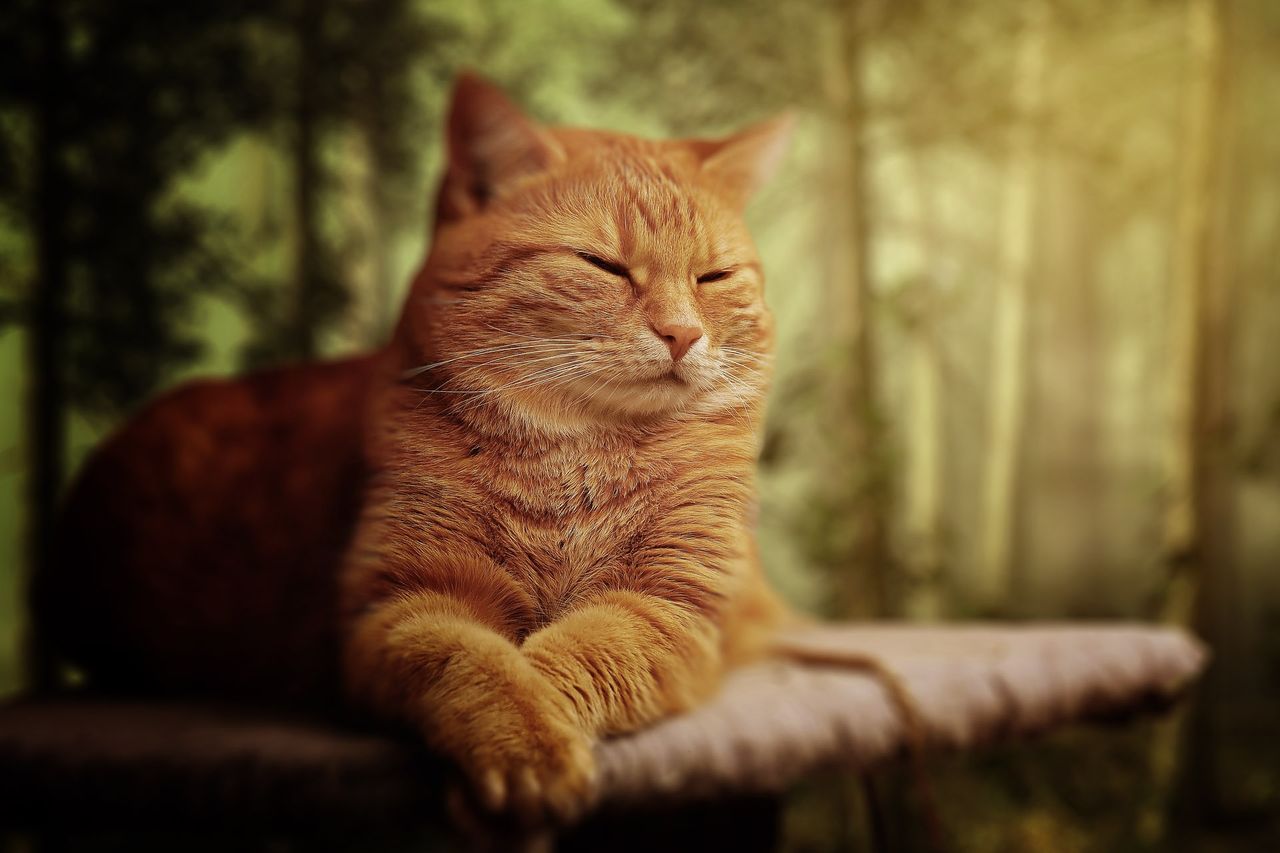 a serene ginger tabby cat rests peacefully in a sunlit forest setting