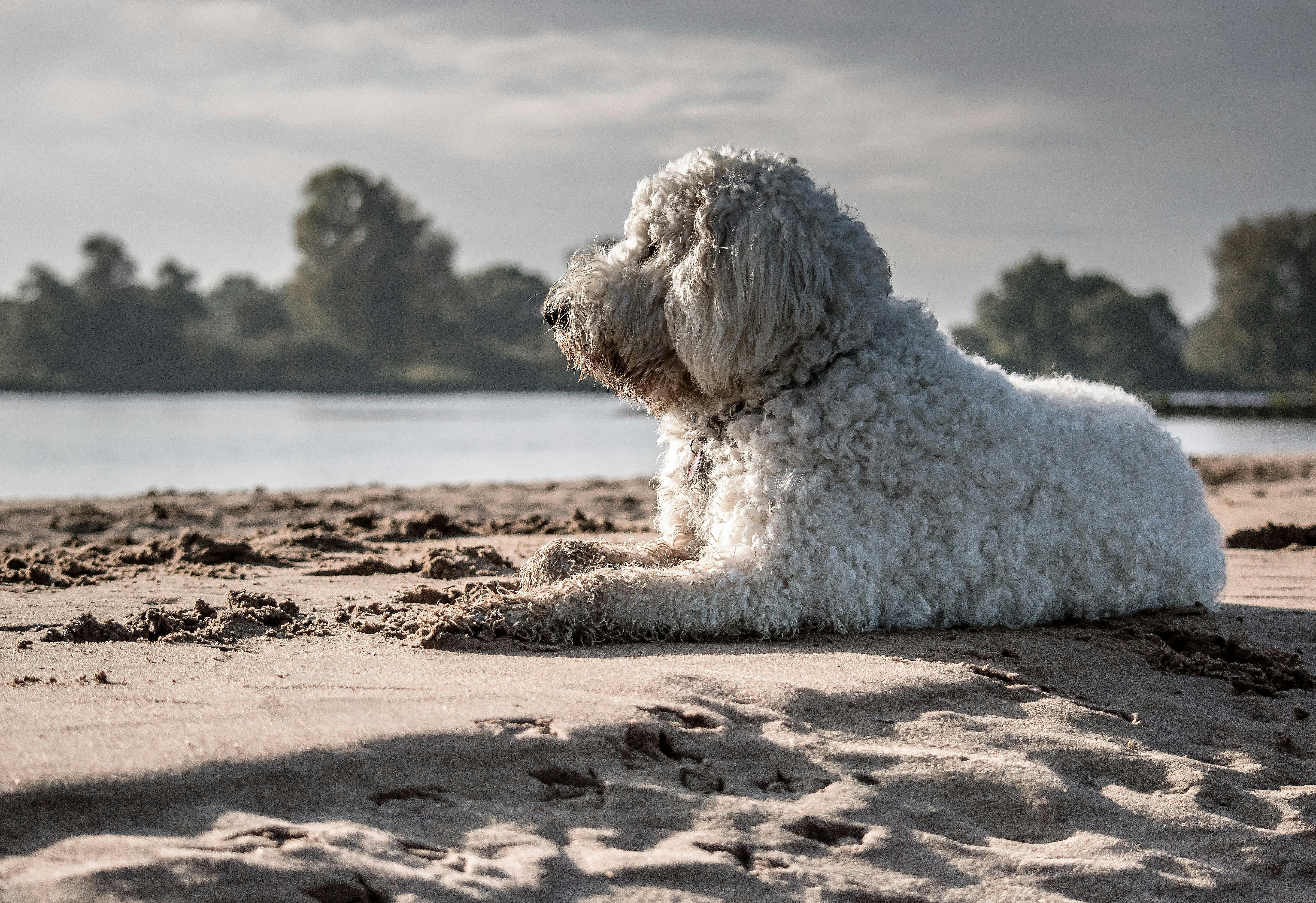 White Dog Sitting on Seashore · Free Stock Photo