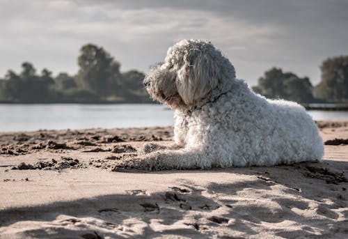 無料 海岸に座っている白い犬 写真素材