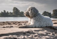 一只毛茸茸的狗静静地躺在沙滩上，旁边是平静的海水，唤起了宁静的夏日氛围