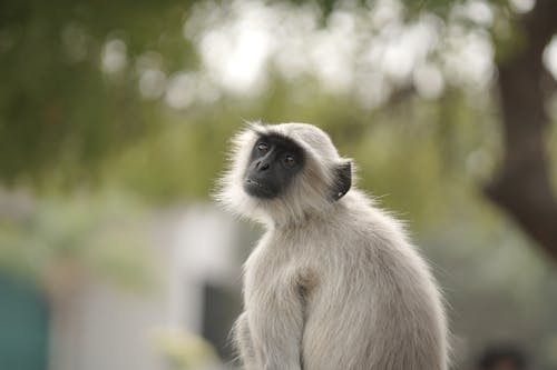 Kostenloses Stock Foto zu languren, natur, porträt