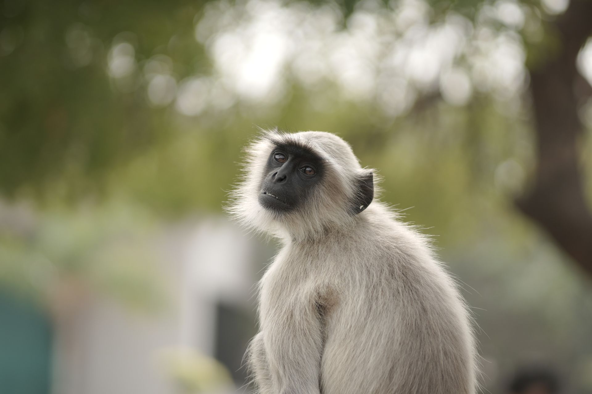 Sitting Langur Monkey