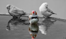 Selective Color Photography of Bird