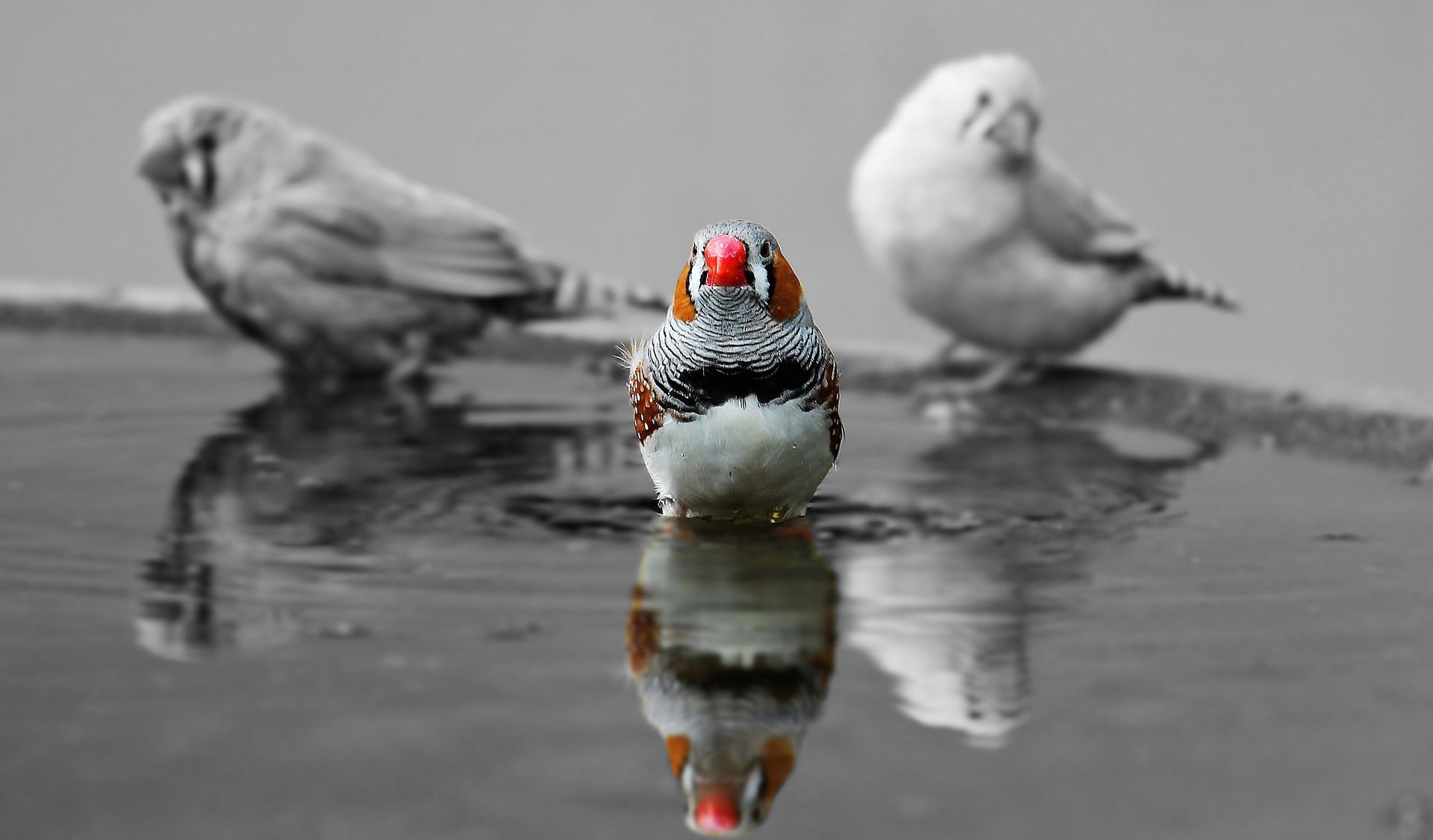 Selective Color Photography of Bird
