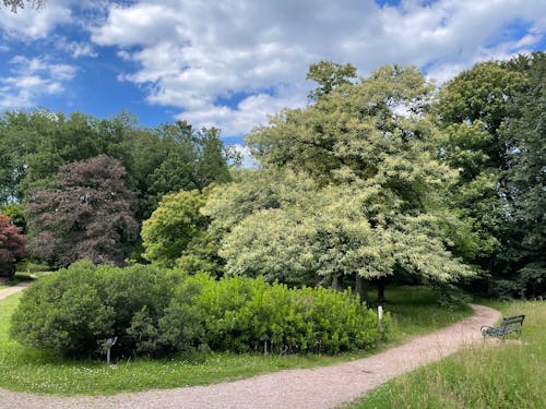 Бесплатное стоковое фото с Аллея, деревья, лето