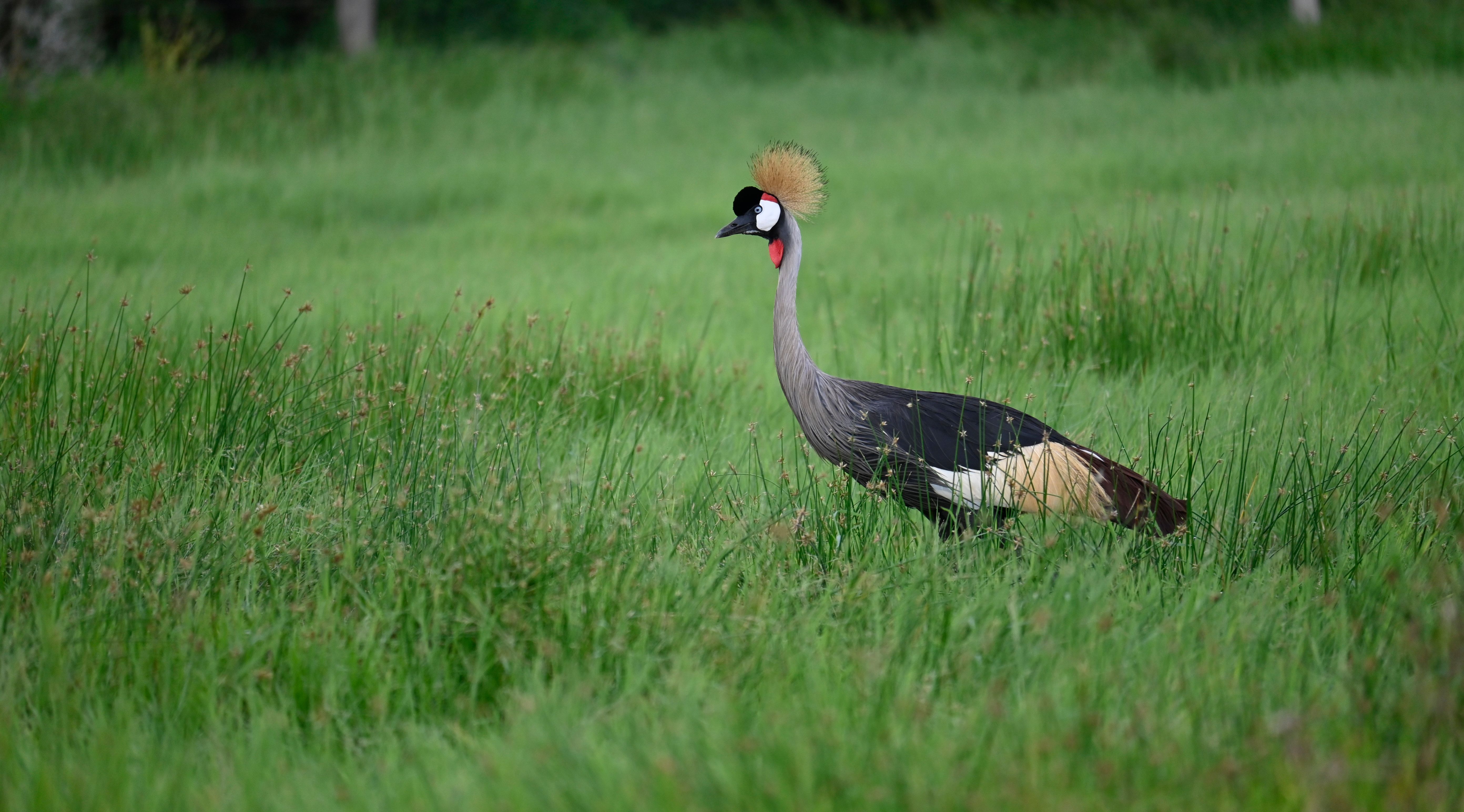 Morning birding in the estate