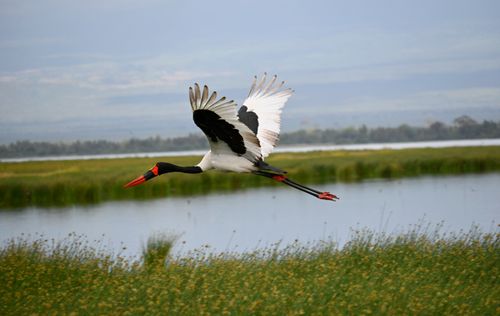 Free A saddle-billed stork gracefully flies over lush wetlands in Nairobi, Kenya. Stock Photo