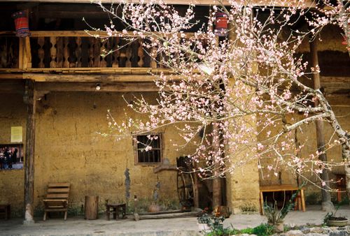 Free Old rustic house with pink cherry blossoms in full bloom during spring. Stock Photo