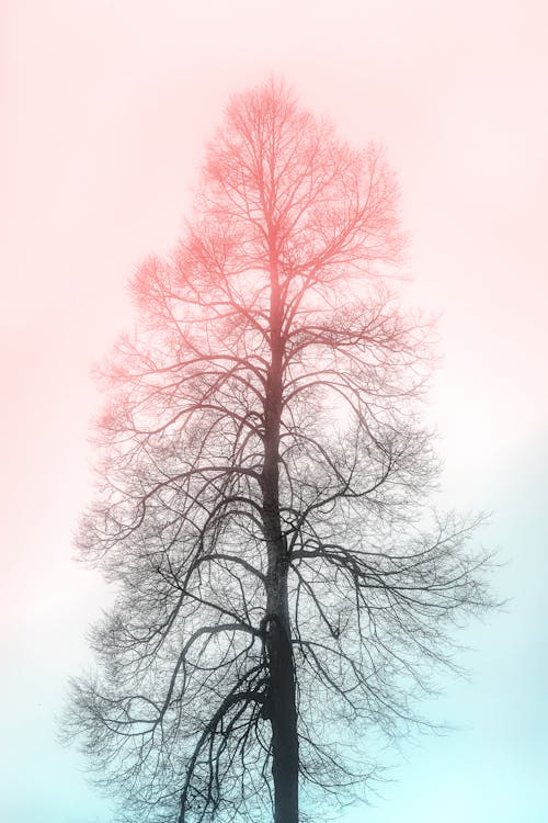 grátis Foto De Uma árvore Seca Foto profissional