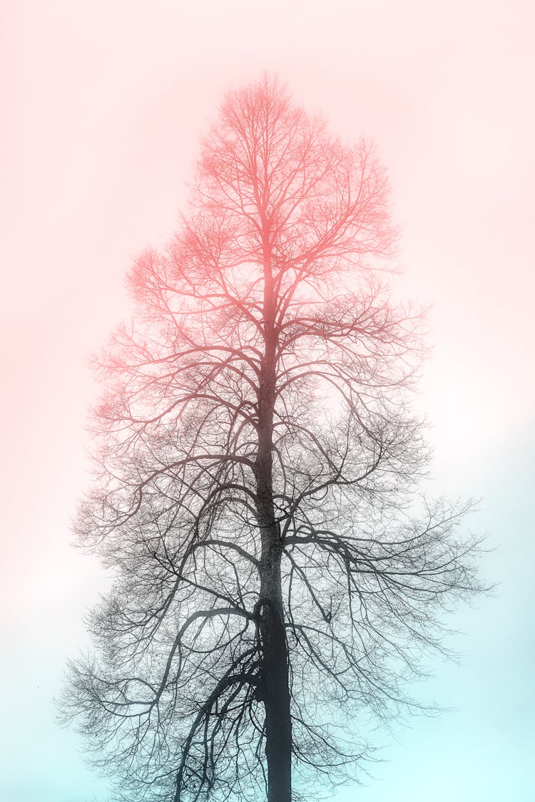 Photo Of A Dry Tree