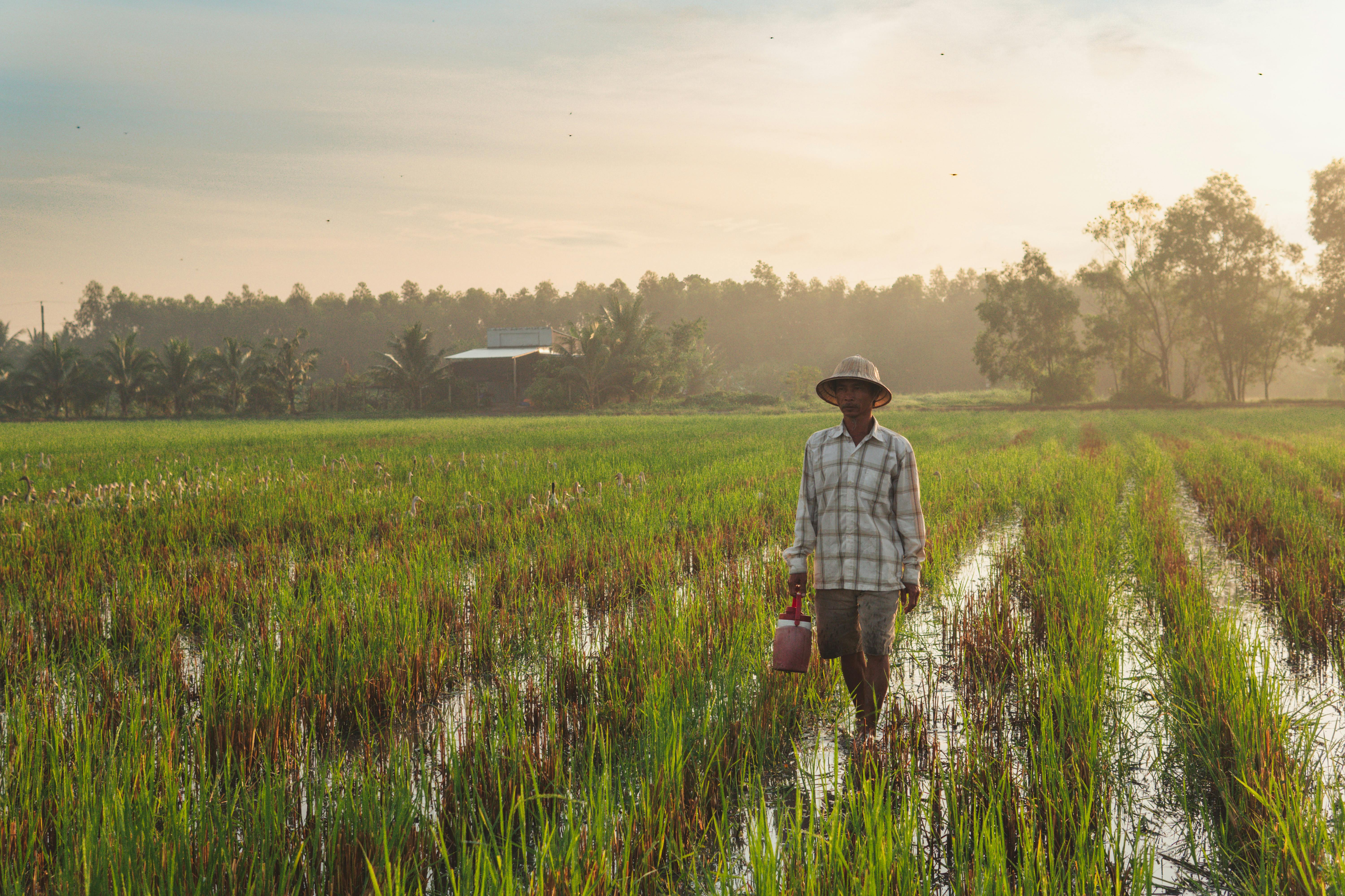 A farmer walks through a lush rice field at sunset, capturing the essence of rural agriculture.